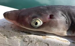 Yakakent’te oltaya 1 metrelik camgöz köpek balığı takıldı